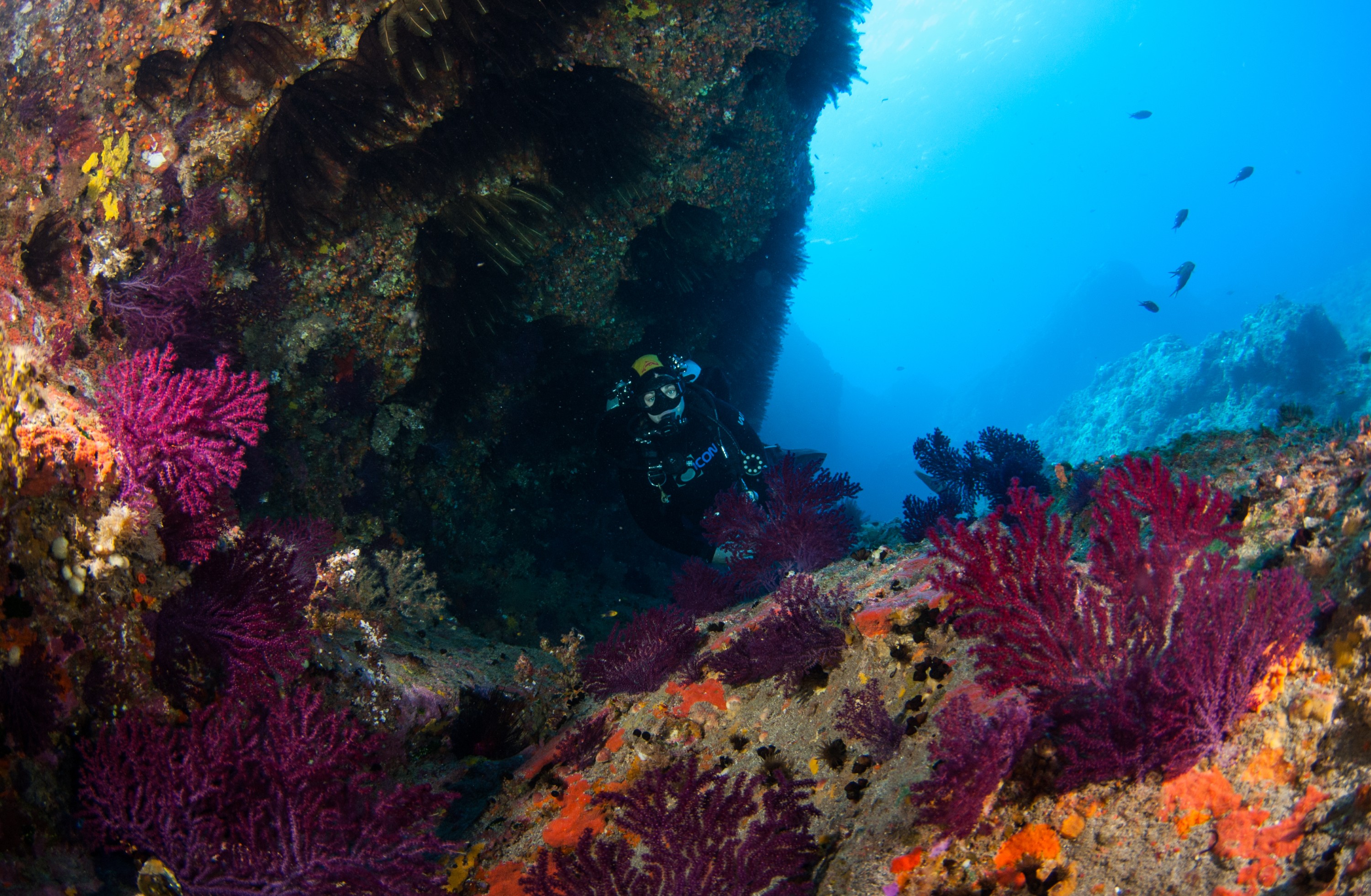 _JFG2863 – kermadec, islands, kermadecs, dive, images, remote, doc, sub tropical, subtropical, sub-tropical, marine, reserve, expedition, lust for rust, mesley, crispin, nz, new, zealand, new zealand, crispin, Kermadecs 13,